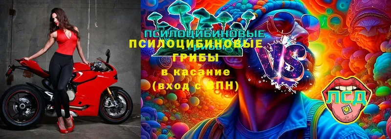 Псилоцибиновые грибы MAGIC MUSHROOMS  закладки  Верея 